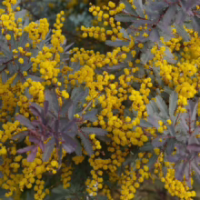 Golden wattle flowers in full bloom with silvery-purple foliage. A vibrant display of spring colors.