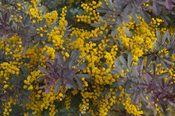 <i>Acacia baileyana</i> 'Purpurea' - Image 9