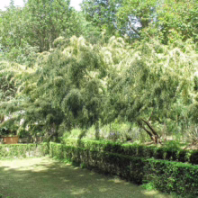 Lush garden scene: A variegated willow tree with green and cream foliage stands gracefully behind a neatly trimmed hedge, creating a serene landscape. Sunlight filters through the leaves, adding depth and texture.
