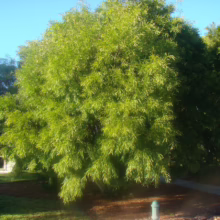 Lush, vibrant green willow tree with weeping branches, casting shadows on the mulch ground cover. A glimpse of a light-colored house and blue sky in the background.
