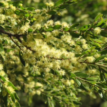 Closeup of a flowering Melaleuca squarrosa branch, showcasing its vibrant yellow bottlebrush-like flowers and small green leaves, capturing the plant's unique texture and color.