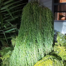 Lush green weeping conifer plant cascading over ferns in a garden at night. A yucca plant stands to the left, and a window with a lamp visible inside is on the right.