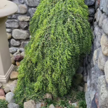 Weeping Blue Atlas Cedar gracefully cascades against a stone wall, its blue-green foliage creating a serene garden focal point. Rocks and ground cover add texture to the landscaping.
