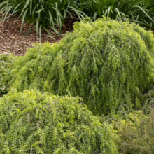 A weeping acacia shrub, its cascading branches covered in small, bright green leaves, creates a soft, rounded shape in a garden setting with mulch and other greenery. The shrub's weeping habit adds texture and visual interest to the landscape.
