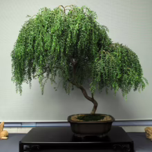 Elegant weeping willow bonsai tree in a brown pot, set against a muted gray background. A beautiful miniature tree showcasing the art of bonsai.