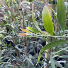 Close-up of slender, silvery-green leaves of a young Acacia cognata 'Cousin Itt' plant, showcasing its weeping habit. The foliage is fresh and vibrant, hinting at its ornamental appeal.