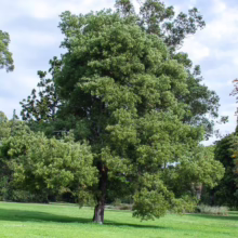 Lush green tree with a full canopy stands prominently on a grassy lawn under a partly cloudy sky. Other trees are visible in the background, adding depth to the tranquil park scene.