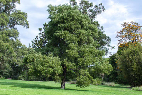 <i>Acacia melanoxylon</i> - Image 11