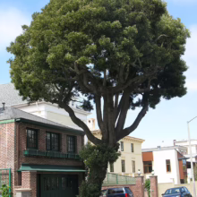 A large, mature tree with a dense, rounded canopy dominates the street view, dwarfing a brick house with a dark green garage. Cars park nearby, highlighting the urban setting.