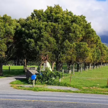 Lush New Zealand farmland scene with a stone wall entrance, leading to a green pasture lined with trees. Distant mountains and cloudy sky create a scenic backdrop.