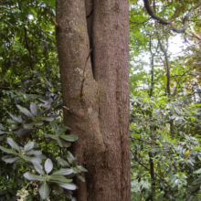 Two tree trunks fused together, showcasing the unique growth pattern of trees in a lush forest. The bark is textured and brown, surrounded by green foliage and ferns.