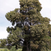 A mature, full-bodied Monterey Cypress tree stands in a field, its dense foliage a mix of deep green and light yellow blooms, against a soft, overcast sky.