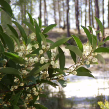 Close-up of a Silver Wattle shrub with delicate cream-colored flowers in full bloom, set against a blurred backdrop of a eucalyptus forest. The leaves are a vibrant green, catching the sunlight.
