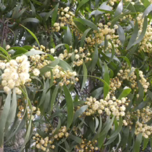 Lush acacia tree branches laden with creamy yellow, ball-shaped flowers and long, slender green leaves. A vibrant display of nature's beauty.
