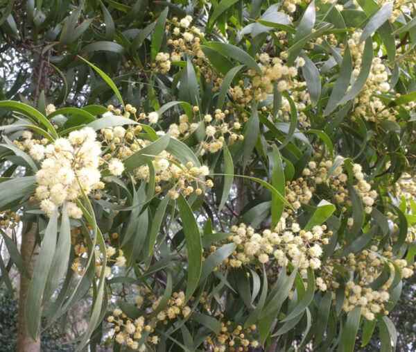 <i>Acacia melanoxylon</i> - Image 6