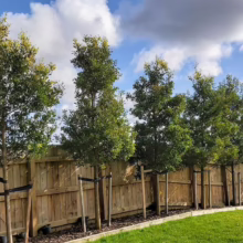 A row of newly planted trees lines a wooden fence, with a green lawn in the foreground and a bright blue sky with scattered clouds above.