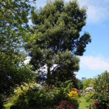 Lush garden scene with a tall, mature tree as a focal point, surrounded by vibrant shrubs and a neatly manicured lawn under a bright blue sky. The diverse foliage creates a colorful and tranquil outdoor setting.