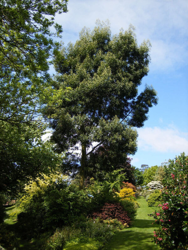 <i>Acacia melanoxylon</i> - Image 8