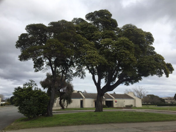 <i>Acacia melanoxylon</i> - Image 9