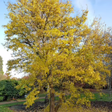 Golden autumn tree with vibrant yellow leaves, standing in a park setting. Fallen leaves cover the ground, creating a bright, seasonal landscape under a blue sky.