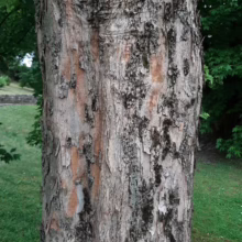 Close-up of a tree trunk with textured, peeling bark. The bark is gray-brown with patches of reddish-brown underneath, showing the tree's unique character.