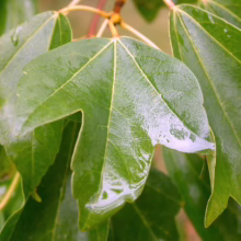 Close-up of vibrant green maple leaves glistening with rainwater. The leaves showcase distinct lobes and prominent veins, creating a fresh, natural scene.