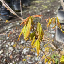 Close-up of a young tree sapling with fresh, yellow-green leaves tinged with red at the tips. The new leaves are clustered on thin branches against a backdrop of gravel and potted plants.