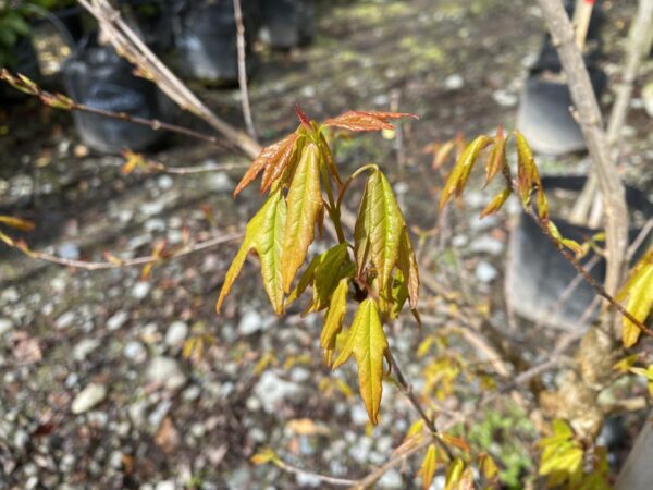 <i>Acer buergerianum</i> - Image 5