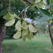 Close-up of green maple tree seeds hanging from a branch with leaves in a lush green park setting.