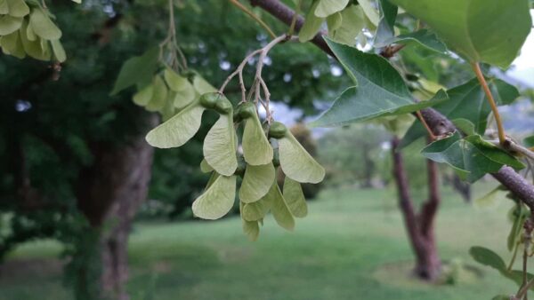 <i>Acer buergerianum</i> - Image 6