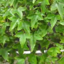 Close-up of vibrant green trident maple leaves, showcasing their distinctive three-lobed shape and textured surface. The leaves create a dense canopy, hinting at the tree's lush foliage.