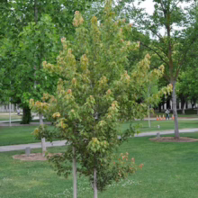 Young maple tree with vibrant green and reddish leaves in a park-like setting. The small tree is surrounded by a mulch bed and green grass, with larger trees and a walking path in the background.