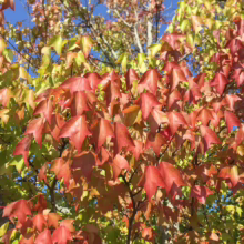 Autumn leaves transitioning from green to vibrant red on a sweetgum tree against a clear blue sky. The colorful foliage captures the essence of fall.