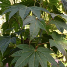 Deep green, palmate leaves of a Japanese maple tree, showcasing its distinctive lobed shape and vibrant veins. The leaves have reddish tips, adding visual interest.