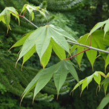 Close-up of green Acer palmatum leaves with pointed lobes against a blurred green background, showcasing the delicate beauty of Japanese Maple foliage.