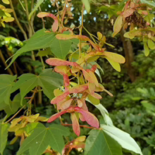 Maple tree branch with vibrant green leaves and clusters of pink and green samaras (winged seeds) hanging down. Sunlight filters through the foliage, creating a natural, serene scene.