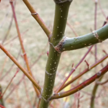 Close-up of a tree branch with green and reddish-brown twigs, showcasing its intricate branching pattern and textured bark. The background is blurred, focusing attention on the branch's details.