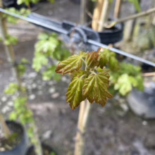Close-up of vibrant green maple sapling leaves with reddish-brown edges, growing in a nursery. Potted trees are visible in the blurred background.