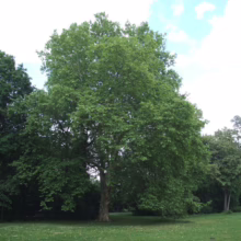 Lush green park landscape featuring a large, mature sycamore tree with a full canopy, surrounded by other trees and a grassy field under a partly cloudy sky.