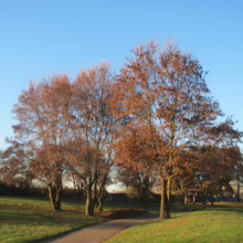 Autumn scene with trees displaying golden leaves against a clear blue sky. A paved path winds through a green grassy area, suggesting a peaceful park setting.