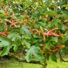 Lush green leaves and clusters of reddish-orange samaras (winged seeds) adorn a maple tree branch. Moss grows on the bark, adding texture to this image of nature's beauty.