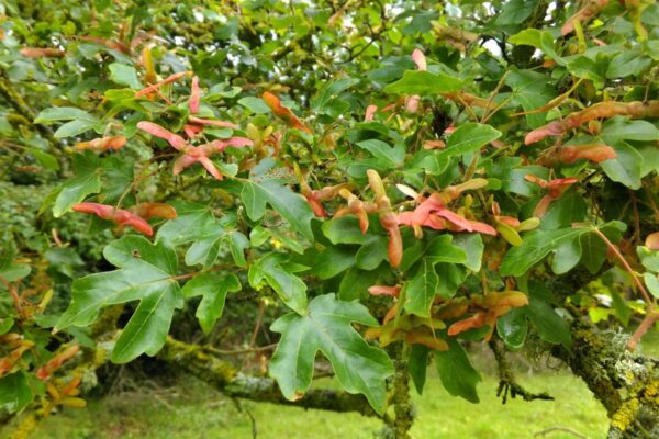 <i>Acer campestre</i> - Image 7