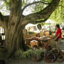 Outdoor market scene under a large, mossy tree. A woman in red browses woven baskets and garden plants at vendor stalls shaded by umbrellas. Rustic charm and natural beauty combine in this vibrant marketplace.