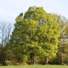 Lush green tree with vibrant leaves dominates a sunny meadow landscape. Other trees line the horizon under a bright blue sky, creating a peaceful forest scene.
