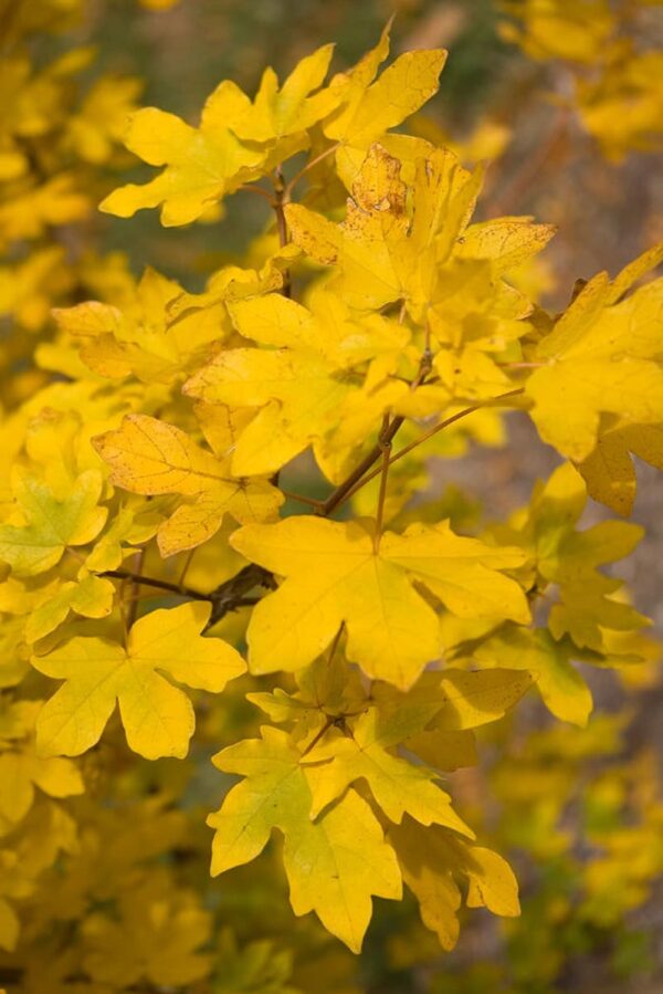 <i>Acer campestre</i> - Image 10