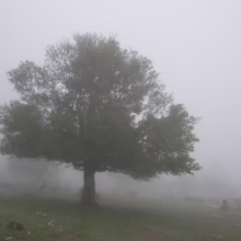 Solitary tree stands shrouded in dense fog, creating a misty, atmospheric landscape. The green foliage of the tree contrasts with the gray, ethereal background.