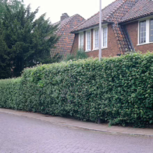 Lush green hedge bordering a brick house with a red tile roof and white-framed windows. A paved street runs alongside the hedge, creating a peaceful residential scene.