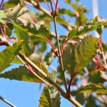 Close-up of vibrant green Japanese maple leaves with red stems against a clear blue sky, showcasing the tree's delicate serrated edges and unique color contrast.