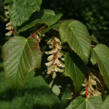 Branch of a Maple tree with green leaves and clusters of winged seeds (samaras). The leaves show reddish hues along the edges, signaling the start of Fall.