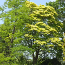 Lush green trees with vibrant foliage against a clear blue sky. A tall, slender tree stands beside a broad, rounded tree with light green leaves, creating a rich, natural landscape.